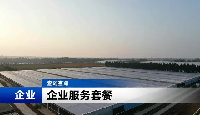 宁波市网站建设如何通过企业查询服务提升信息展示效率